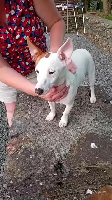 Beautiful female purebred Jack Russell puppy 8 months old in Cork - Video