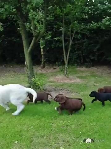 Chocolate Labrador Retriever X puppies 8 weeks old in Wicklow - Video