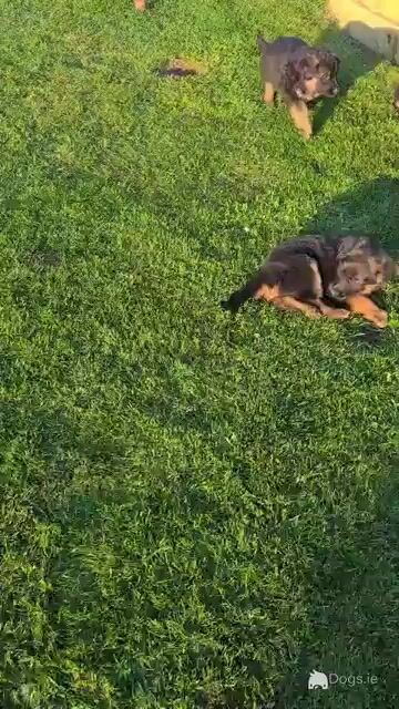 IKC Registered German Shepherd puppies in Tyrone - Video