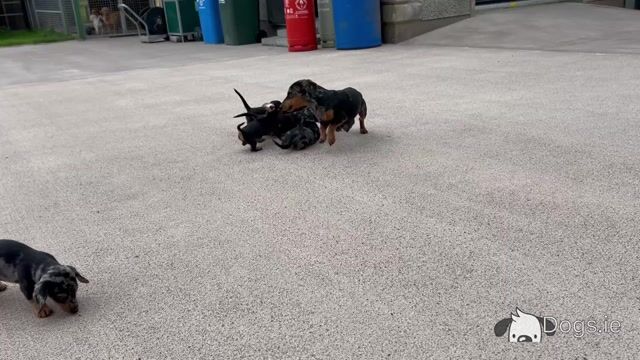 Miniature Smooth Hair Dachshund puppies in Monaghan - Video