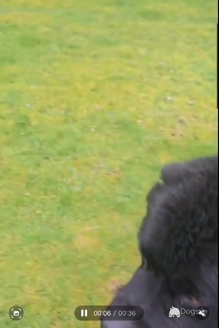 Gorgeous, Loving, Newfie Dog for Stud - Video