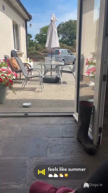 🐾🐾 Miniature Poodle puppies 🐾🐾 in Carlow - Video