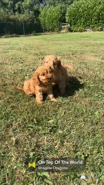 Beautiful Cavapoo puppies in Carlow 🤎🤎 - Video