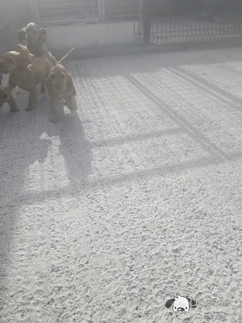 Golden Cocker Spaniel puppies in Carlow - Video