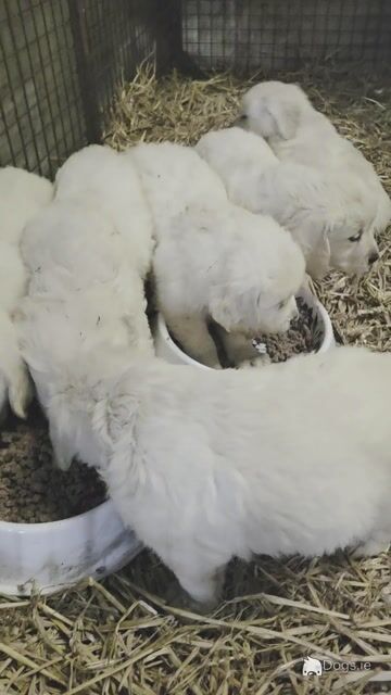 IKC Registered (pending) Golden Retriever puppies in Leitrim - Video