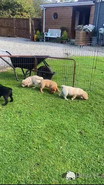 4th Generation chunky style Labrador puppies in Offaly - Video