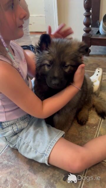 Traditional IKC Registered German Shepherd puppies in Offaly - Video