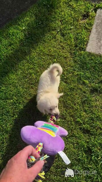 Golden Retriever female - Video