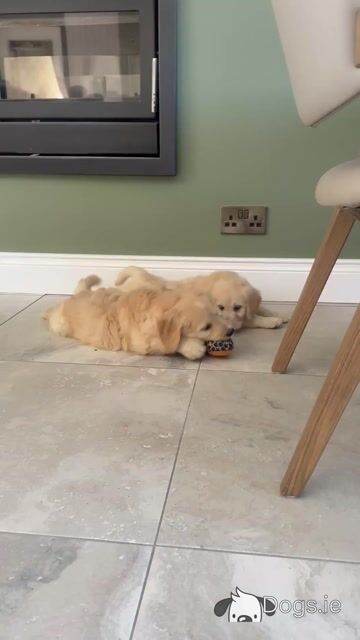 Stunning Goldendoodle Pups - Video