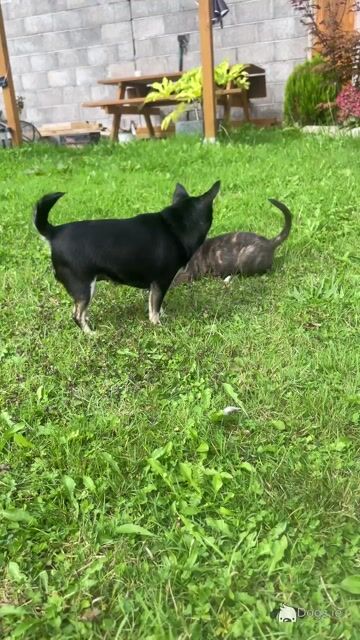 Male Staffordshire Bull Terrier x Jack Russell puppy in Cork - Video