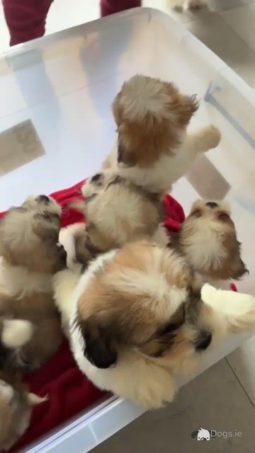 Shihpoo puppies €500 - Video