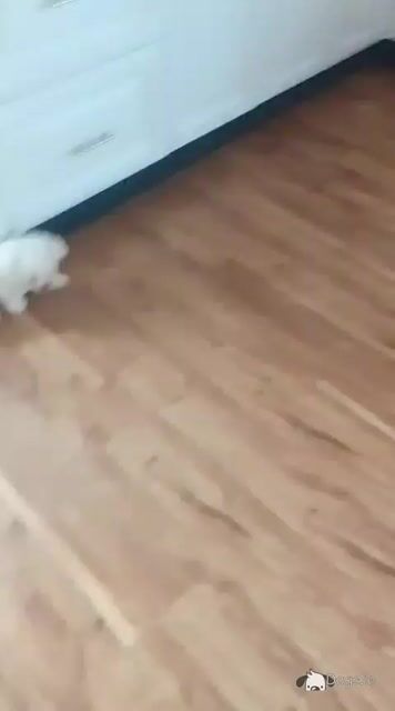 Stunning Bichon Frise - Video