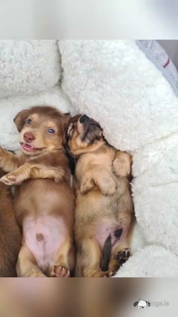 IKC Registered (pending) Longhaired Dachshund puppies in Dublin - Video