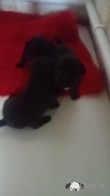 Tricolor 🔥Staffy (Staffordshire Bull Terrier) pups in Offaly - Video