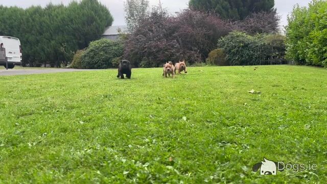 Rottweiler X puppies in Mayo - Video