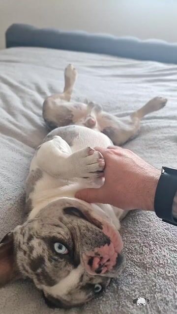 Blue Tan Merle Registered French Bulldog for Stud - Video