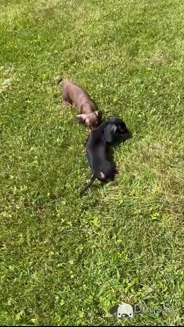 Beautiful Miniature Dachshund puppies from Genetically Health Tested parents💫 in Cavan - Video