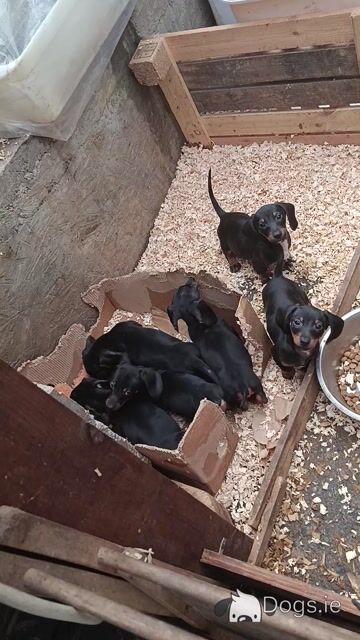 Miniature Dachshund puppies in Tipperary - Video