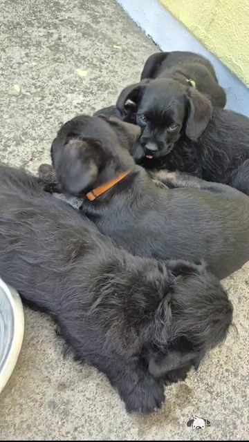 French Bulldog x Poodle puppies (Froodle) in Cork - Video