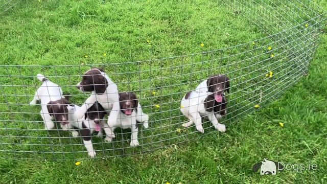 Litter of pedigree Springer Spaniel puppies for sale in Kerry - Video