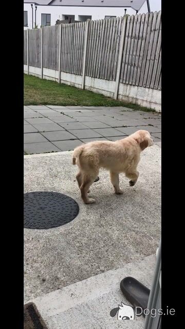 Male Golden Retriever puppy 3 months old in Kildare ( On Hold ) - Video