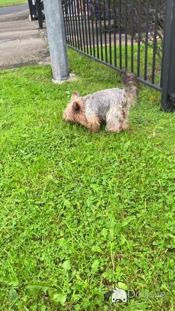 Two female Yorkshire Terriers 2½ years old in Louth - Video