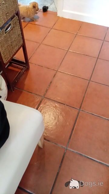 Shih Tzu Cross puppies in Sligo - Video