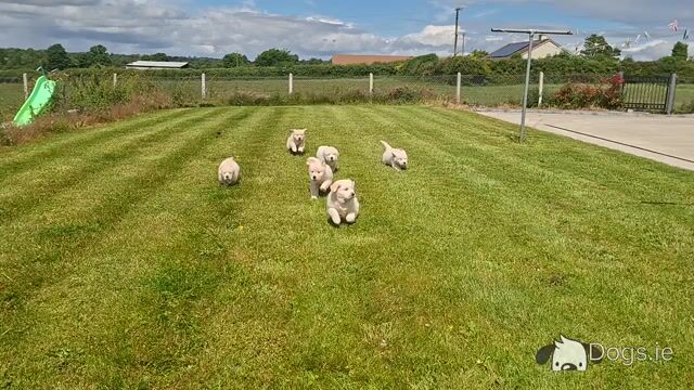 Golden Retriever Puppies - Video