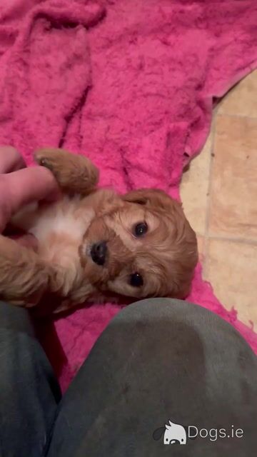 Miniature Cavapoo puppies in Cork - Video