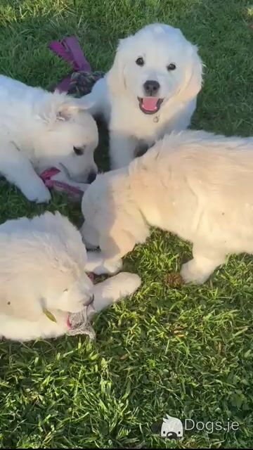 Beautiful IKC Registered, Pedigree Golden Retriever puppies in Galway - Video