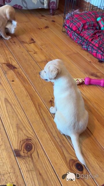 Beautiful golden Labrador puppies - Video
