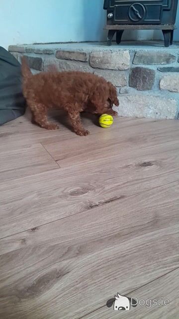 **1 pup left** Miniature Poodle Puppies in Wexford - Video