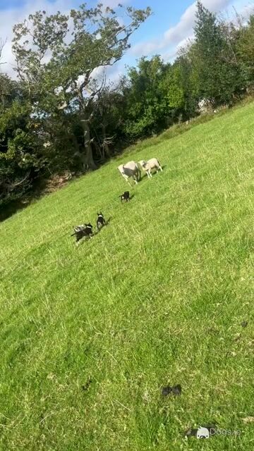 ⭐️LAST 3 left out of 9⭐️well Bred Working Border puppies  🔴cork - Video