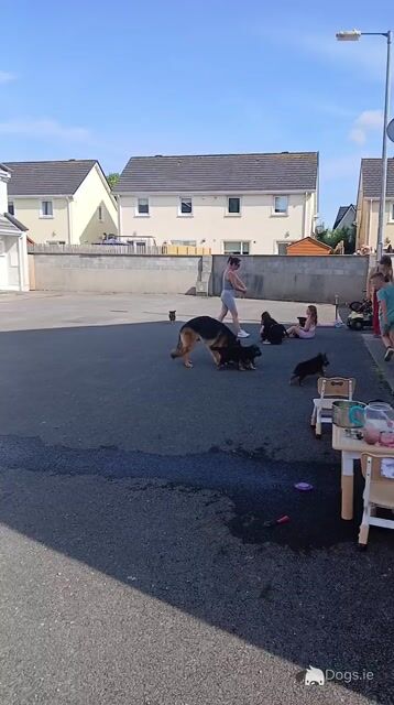 Red Sable German Shepherd puppies - Video