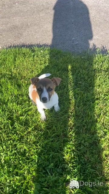 Gorgeous female Jack Russell puppy for sale in Tipperary - Video