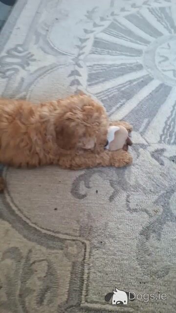 2 IKC Registered male Miniature Poodle puppies in Wexford - Video