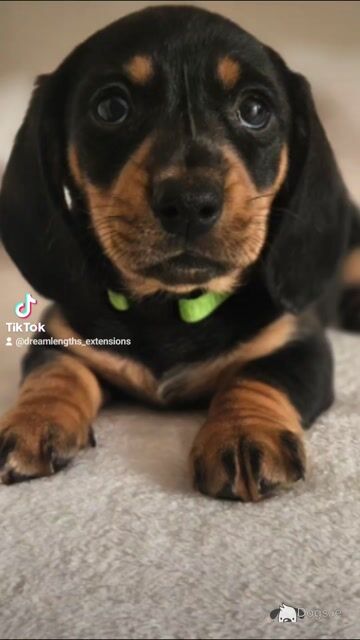 Beautiful Black & Tan Dachshund puppies in Dublin - Video