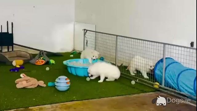 Samoyed -full breed - Pra clear - Video