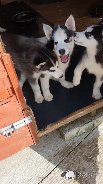 Beautiful purebred Siberian Husky puppies😍 💕 in Wexford - Video