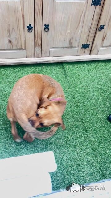 Bonnie is a female Puggle x Border Collie puppy 8 months old in Kildare - Video