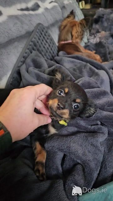 IKC Registered female Russian Toy Terrier puppies in Clare - Video