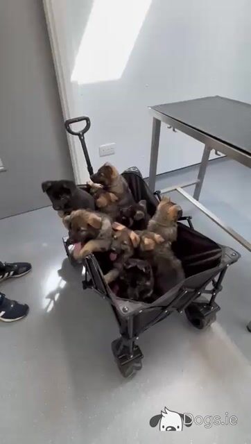 IKC Registered German Shepherd puppies in Offaly - Video