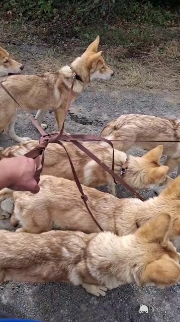 IKC registered Saarloos Wolfdog Puppies looking for their new home - Video