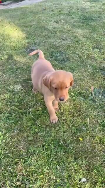 Golden and Fox Red Labrador Pups - Video