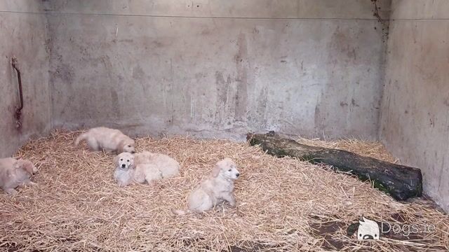 Goldendoodle puppies for sale in Tipperary - Video
