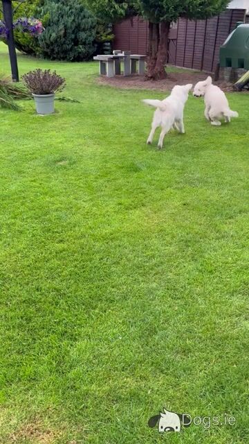 Goldendoodle puppies in Kildare - Video