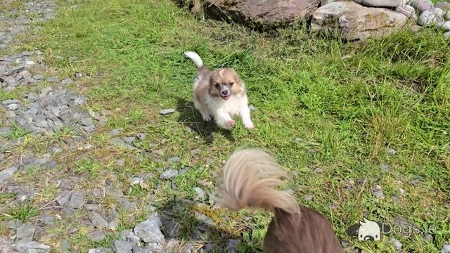 Purebred Longhaired Chihuahua male puppy in Kerry - Video