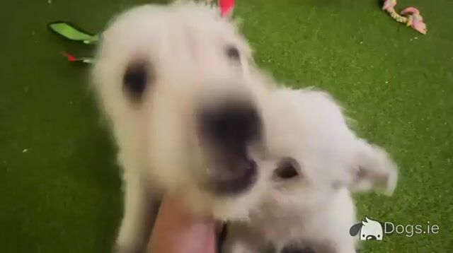 Full Pedigree IKC Registered West Highland White Terrier puppies in Fermanagh  0871486601 - Video