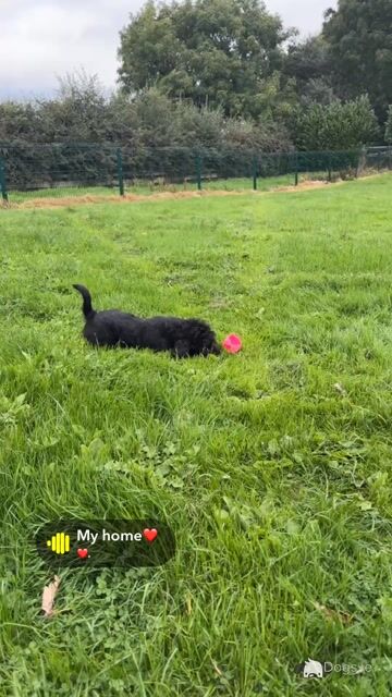 🤎🤎 Beautiful Bernadoodle puppies in Carlow 🤎 🤎 - Video