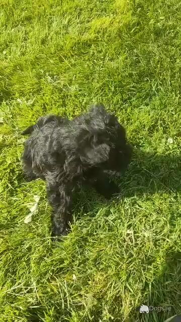 Male Miniature Schnoodle puppy in Galway - Video